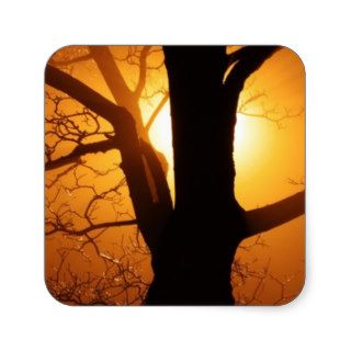 Sunset black tree silhouette photography sticker