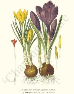 Botanical Flower Print Yellow/Spring Crocus   Crocus aureus, Crocus vernus  Patio, Lawn & Garden