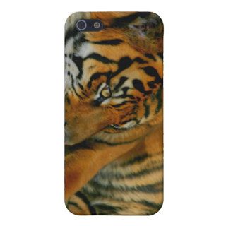 Tiger iphone Case Brad Scott Collection iPhone 5 Case