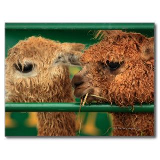 very cute lamas both looking at something off postcard