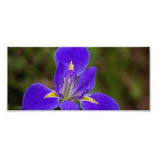 Blue Iris Flower Photo