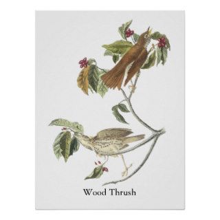 Woodthrush, John Audubon Posters