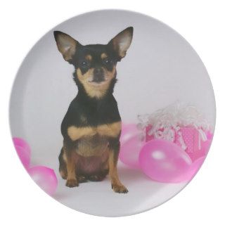 chihuahua birthday plate