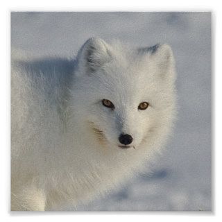 Arctic Fox Nil Eren Posters