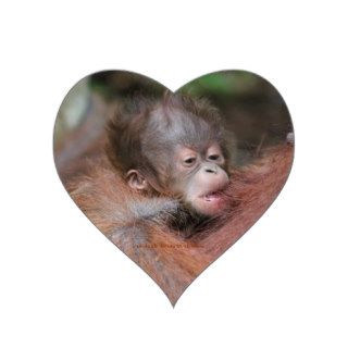 New Baby Orangutan Born Wild in Rainforest Sticker