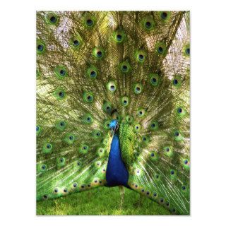 Peacock Print Photo Print