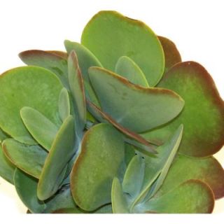 Delray Plants Paddle Plant in 6 in. pot 6PADDLE