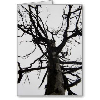 Spooky Old Tree Cards