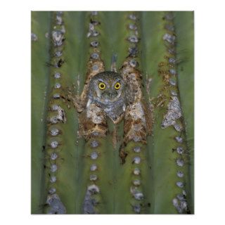 NA, USA, Arizona, southeast Arizona. Elf owl Print