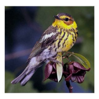Cape May Warbler Bird Lovers Print