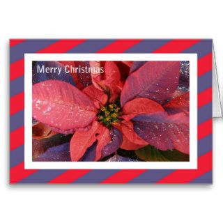 Merry Christmas Wishes Card    Poinsettia
