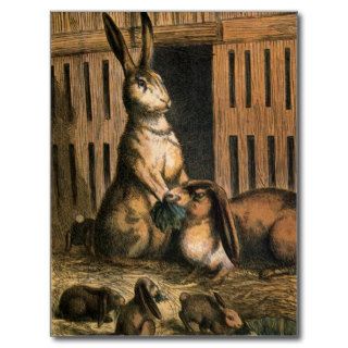 Pet Rabbits and Baby Bunnies Eating Postcard
