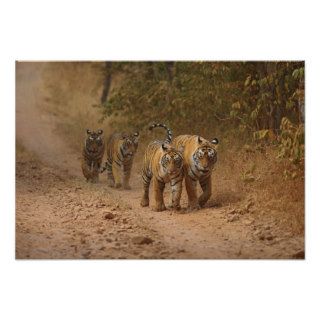 Royal Bengal Tigers on the move, Ranthambhor Print