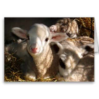 Happy Easter   Easter Lambs Greeting Card