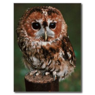 Baby Tawny Owl Postcard