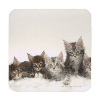 Five kittens on feathers beverage coasters