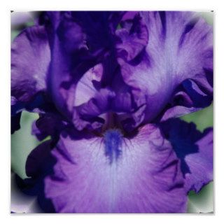 Purple Bearded Iris Print