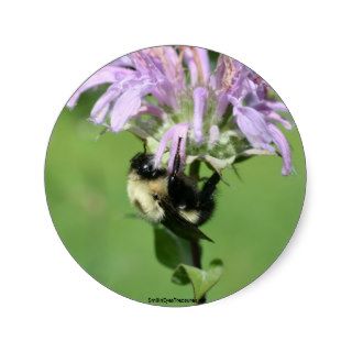 Bee On Bee Balm Flower Photo Sticker Label