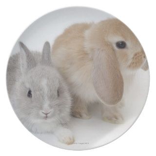 Two rabbits.Netherland Dwarf and Holland Lop. Party Plates