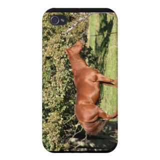 Horse Lover Gift Ranch Farm Creationarts iPhone 4/4S Cases