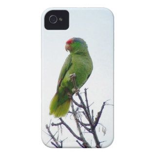 Red Crested Parrot iPhone 4/4S Case iPhone 4 Case Mate Case