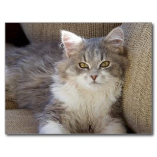 Cute Gray & White Kitty Cat Postcard