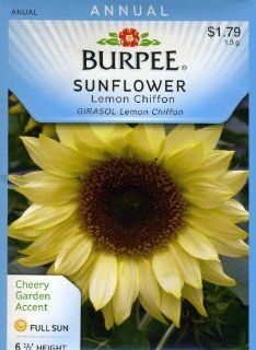 Burpee 38364 Sunflower Lemon Chiffon Seed Packet  Flowering Plants  Patio, Lawn & Garden