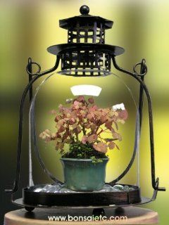 Beginner's Indoor Bonsai Kit   Light up Your Room with This Tabletop Lantern Bonsai Terrarium & the Bonsai of Love  Bonsai Plants  Patio, Lawn & Garden
