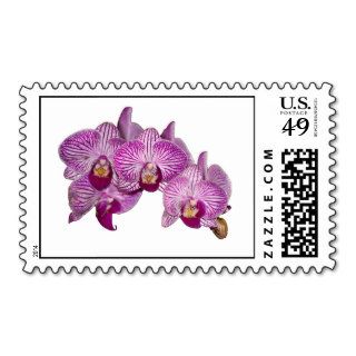 Purple Orchid Postage Stamp