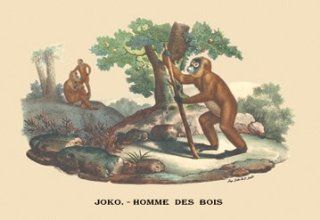 Buy Enlarge 0 587 08900 8P20x30 Joko   Homme des Bois   Monkey  Paper Size P20x30   Prints