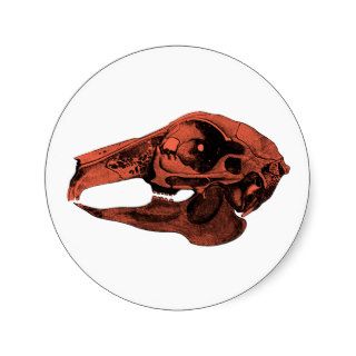 Anatomical Rabbit Skull Orange Stickers