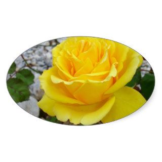 Beautiful Yellow Rose with Natural Garden Backgrou Stickers