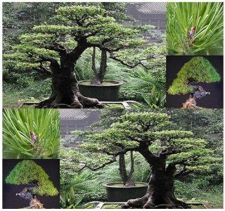10 JAPANESE RED PINE Pinus densiflora BONSAI Adaptable Easy to Grow Cold Tolerant  Tree Plants  Patio, Lawn & Garden
