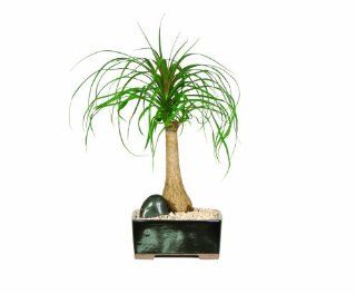 Brussel's Ponytail Palm Bonsai  Plant Germination Kits  Patio, Lawn & Garden