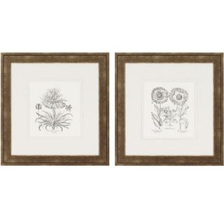 Paragon Flower Impressions Tordilion/Corona Framed Print (Set of 2)
