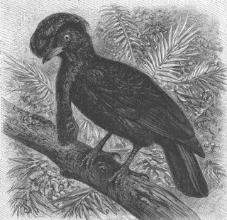 PERCHING BIRDS Umbrella bird, antique print 1894  