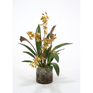 Distinctive Designs Waterlook Oncidium Orchid Garden Mix in Cylinder