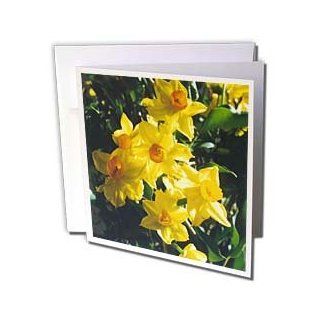 gc_3134_2 Flowers   Daffodils   Greeting Cards 12 Greeting Cards with envelopes  Blank Greeting Cards 