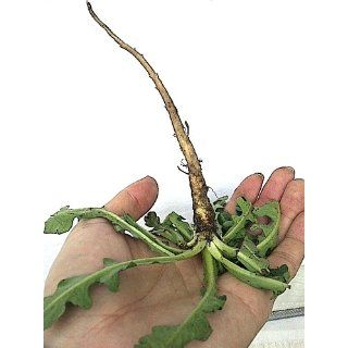 Fiskars Uproot Weed and Root Remover (7870)  Hand Weeders  Patio, Lawn & Garden