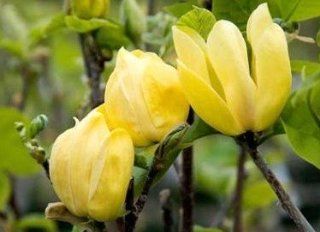 Yellow Bird Flowering Magnolia Tree    12 by 12 Inch Container  Tree Plants  Patio, Lawn & Garden