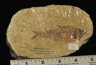 Knightia Eocaena fish fossil from Wyoming 812 