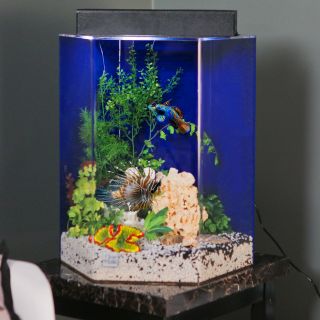 Clear For Life Hexagon Aquarium   Fish Tank Aquariums
