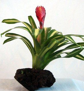 Flaming Creme & Green Vase Plant   Hawaiian Volcano Rock Bonsai  Patio, Lawn & Garden