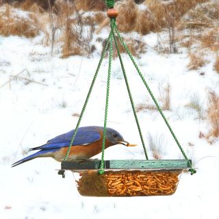 Songbird Essentials Hanging Mealworm Dish Feeder   Bird Feeders