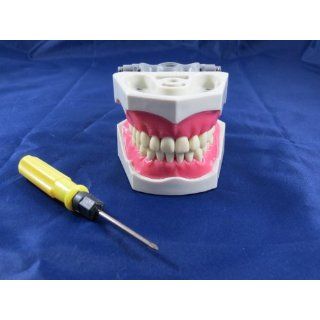Dental Typodont Anatomy Educational Model DELTA PLUS Model 860