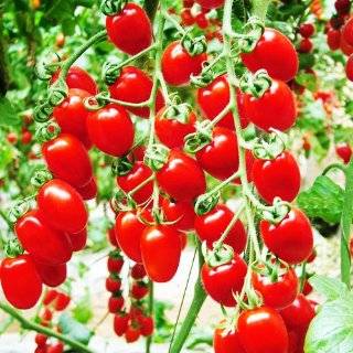 Nutritious Cherry Tomato Sugar Sweetie Certified Organic Seeds S 25   Seed By Crazy Seed  Vegetable Plants  Patio, Lawn & Garden