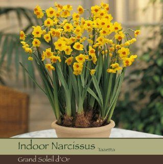 Indoor Narcissus Grand Soleil d'Or  Narcissus Bulbs  Patio, Lawn & Garden