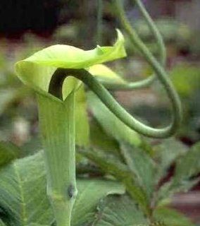 Arisaema Tortuosum   Whipcord Cobra Lily 2 Seeds  Flowering Plants  Patio, Lawn & Garden
