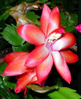 Christmas Cactus Plant Red Variety  Flowering Plants  Patio, Lawn & Garden