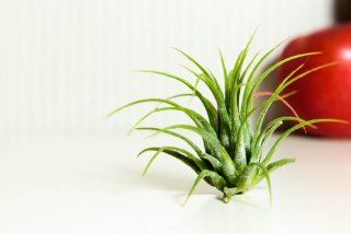 Hinterland Trading Two Pack of Air Plant Tillandsia Bromeliads  Live Indoor Plants  Grocery & Gourmet Food